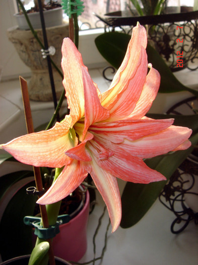 DSC02147 - AMARYLLIS 2012