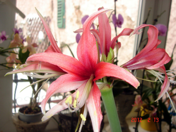 ROSADO - AMARYLLIS 2012