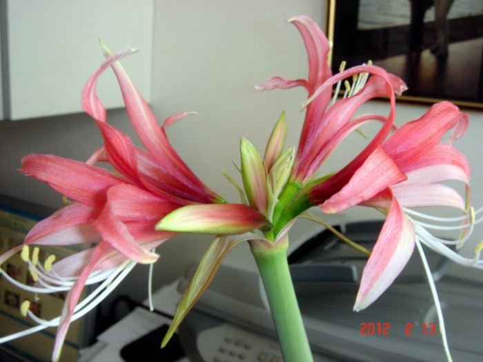 DSC02158 - AMARYLLIS 2012