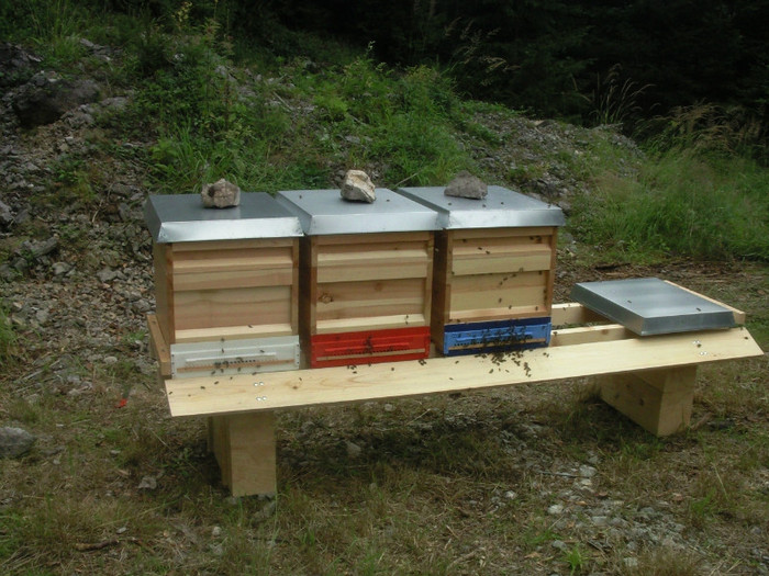 Fotografie536 - incept de apicultura in Austria