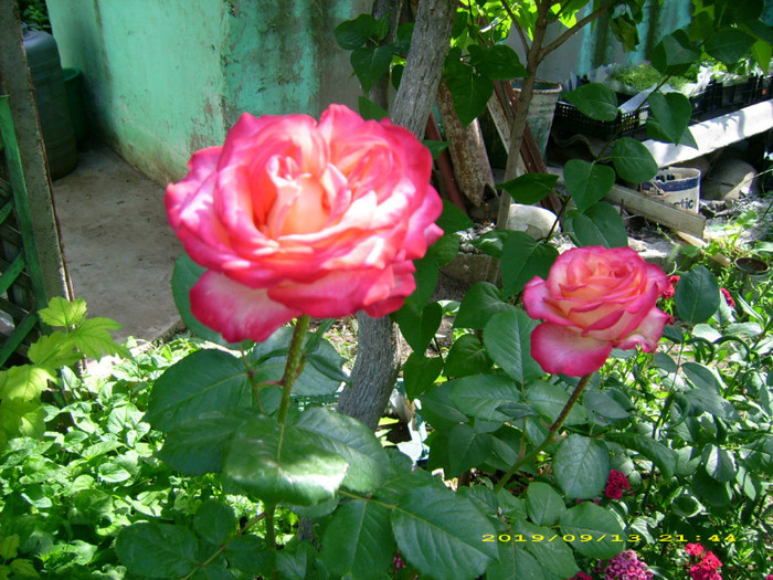 DSCI1022 - vara 2011