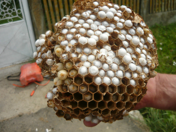 P1020436 - apicultura