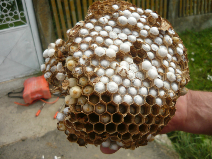 P1020437 - apicultura