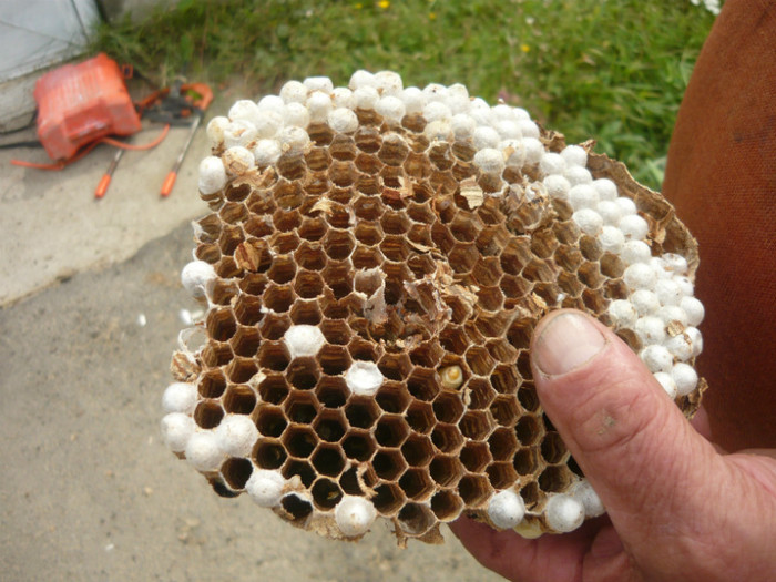 lupul albinelor - apicultura - rasai