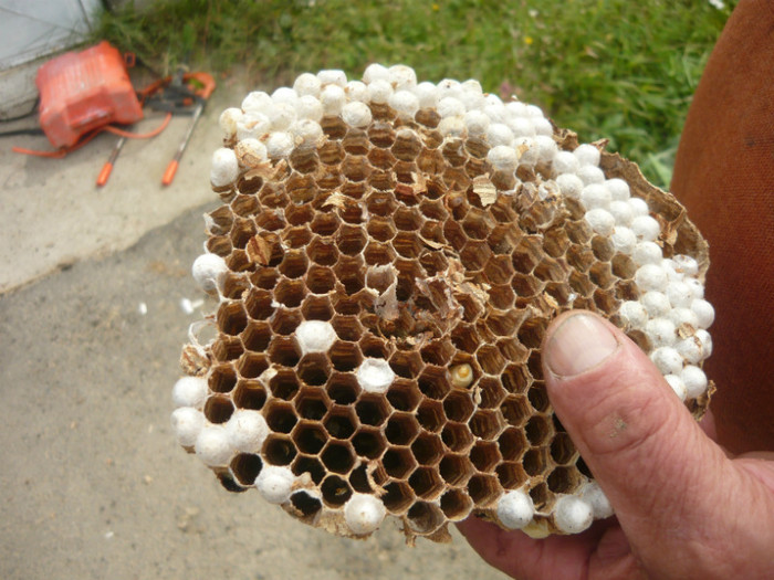 P1020439 - apicultura