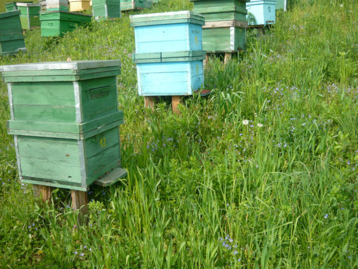 P1040728 - apicultura
