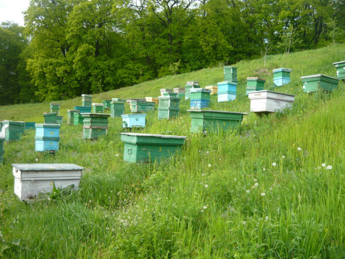 P1040729 - apicultura