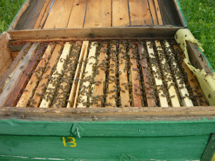 P1040730 - apicultura