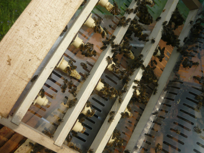 P1040732 - apicultura