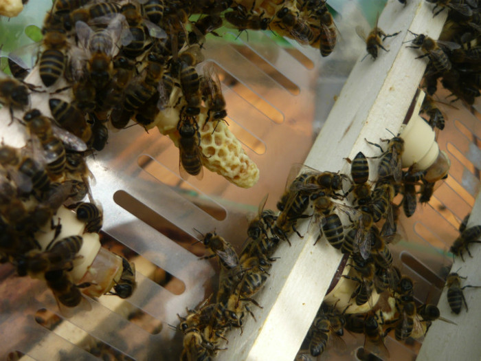 P1040733 - apicultura