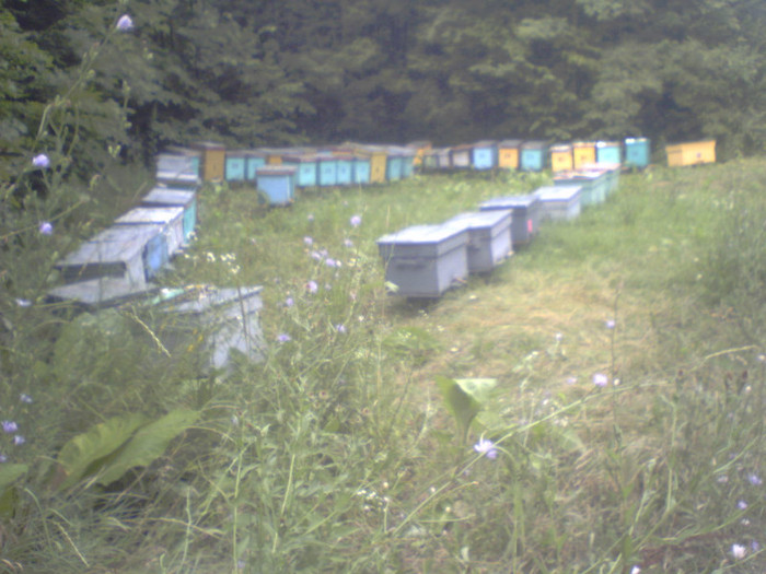 mai dedemult la tei - apicultura