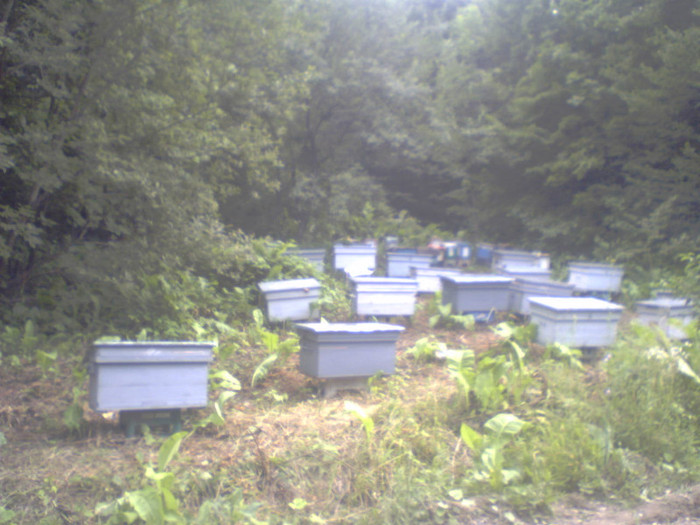 P07-09-08_17.48[1] - apicultura