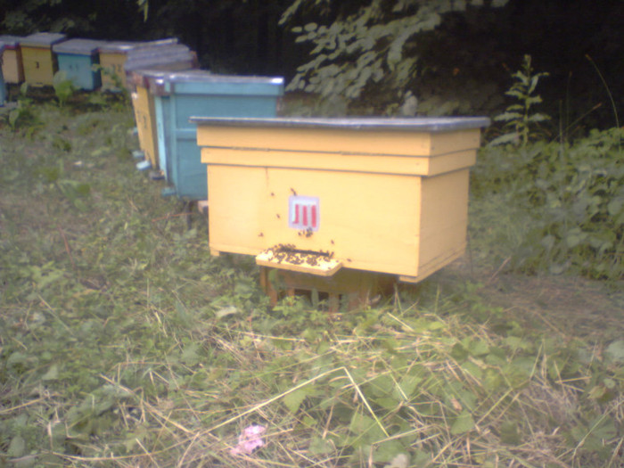 P07-09-08_17.48[2] - apicultura