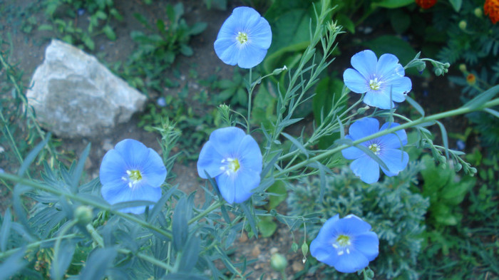 In peren - Clear Blue - plante perene pt rocarie