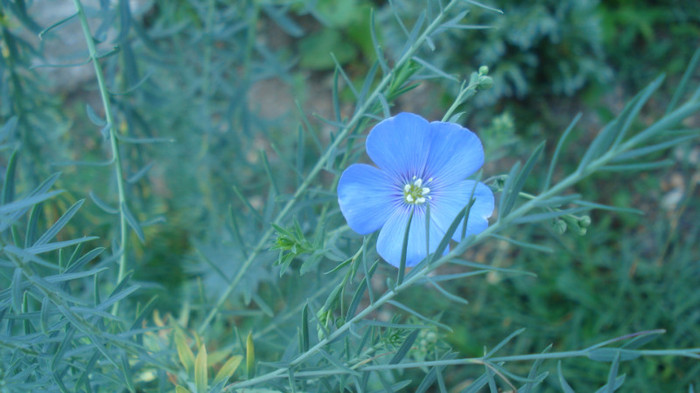 In peren - Clear Blue