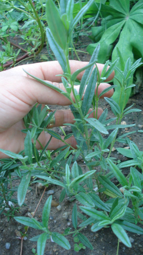 Rock Rose; HELIANTHEMUM nummularium
(HELIANTHEMUM chamaecistus)

Rock Rose
