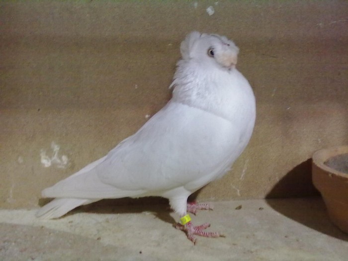Image858 - Bimotat de ardeal