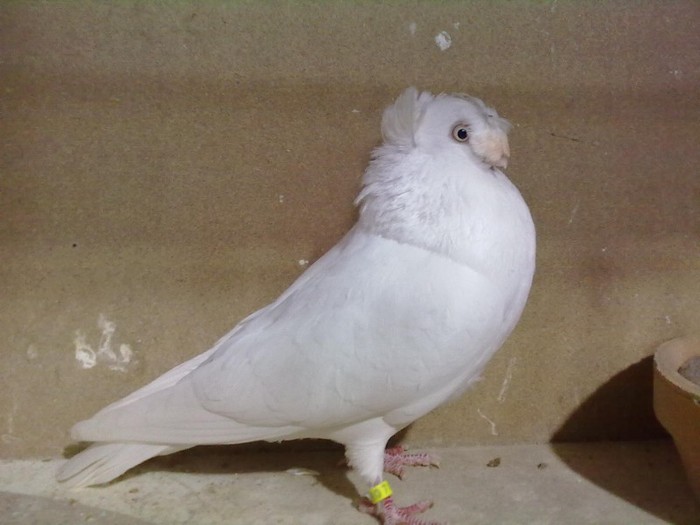 Image859 - Bimotat de ardeal