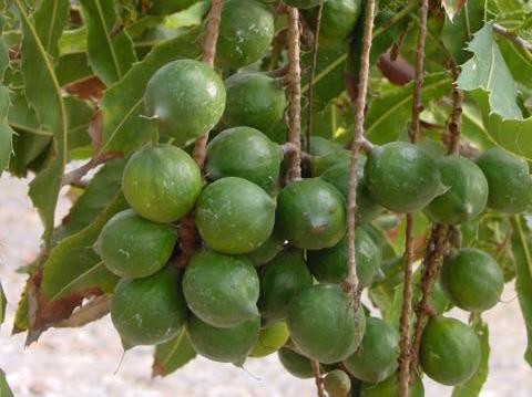 macadamia integrifolia-nuci macadamia - 1-de vanzare 2019-2020- SEMINTE TROPICALE RARE