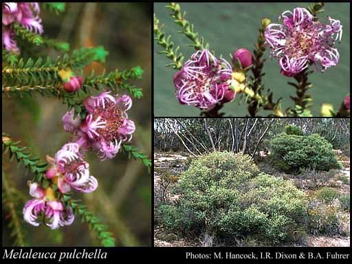 Melaleuca pulchella - 1-de vanzare 2019-2020- SEMINTE TROPICALE RARE