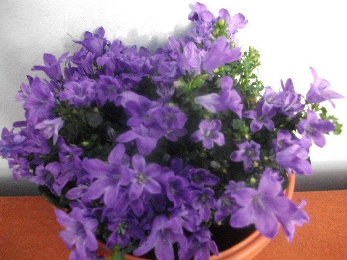 campanula cumparata pe 13.02.2012