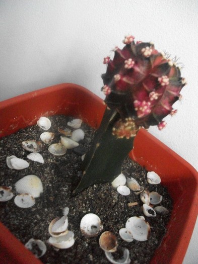 cactus cumparat pe 13.02.2012