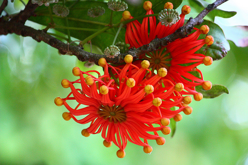 Stenocarpus sinuatus