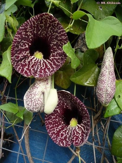 Aristolochia Elegans