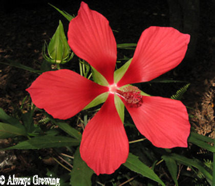 texas-star Hibiscus coccinea - a- copaci si plante diverse pt Romania