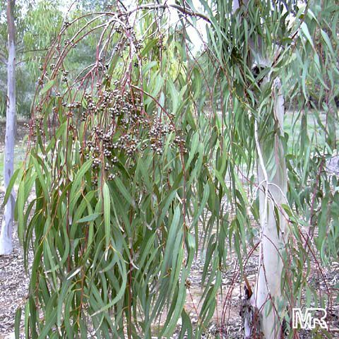 Eucalyptus camaldulensis