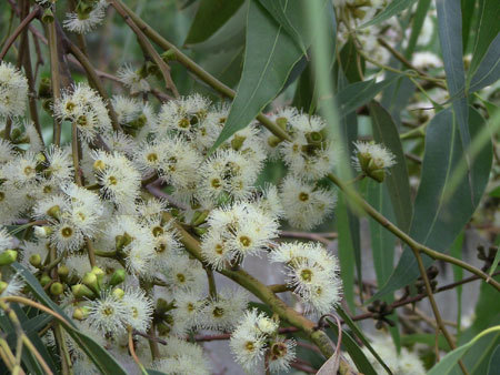 Eucalyptus robusta - a- copaci si plante diverse pt Romania