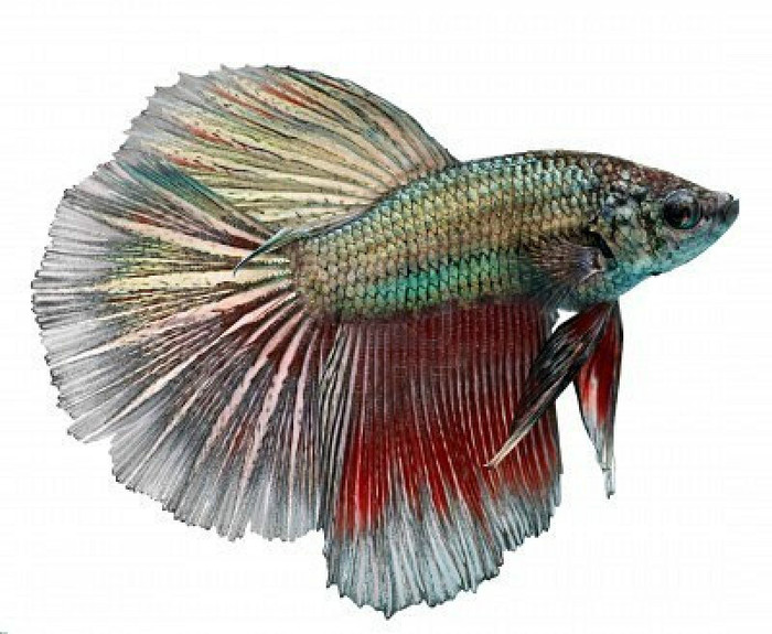 3 - Betta