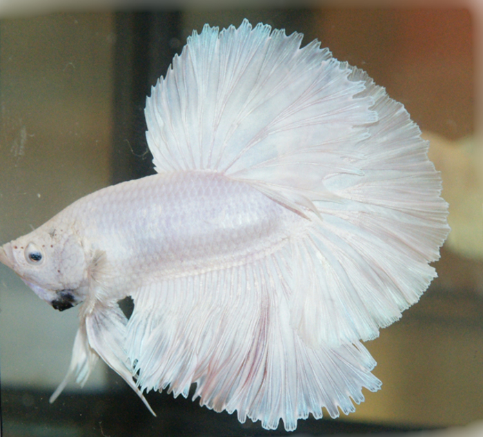 4 - Betta