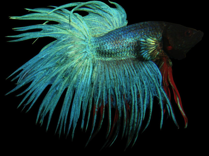 8 - Betta