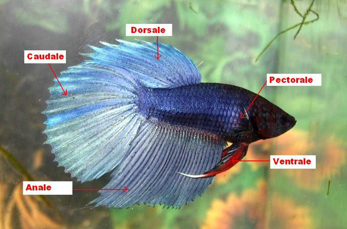 9 - Betta