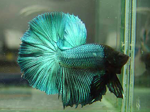 13 - Betta