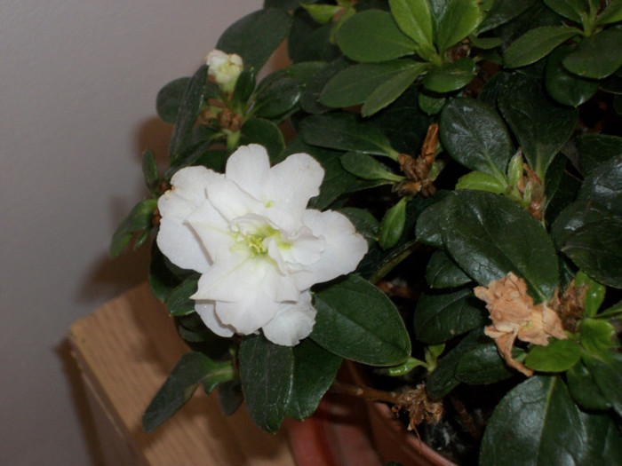 100_7149 - azalee