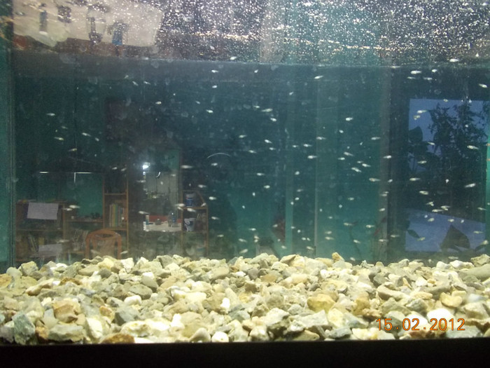 pui de o zi xiphophorus