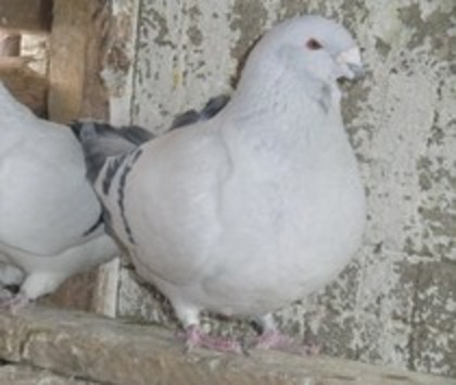 Tison(vlad tulbure) - cel mai frumos porumbel de la fiecare crescator