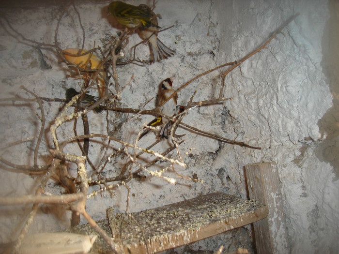 DSC00124 - canarii mei