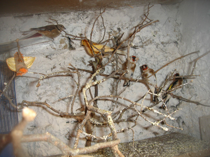 pui vara2011(sticletii) - canarii mei