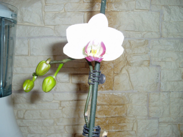 frumusica- 16.02.12 - Orhidee fara radacini