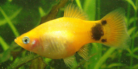 1 - Platy