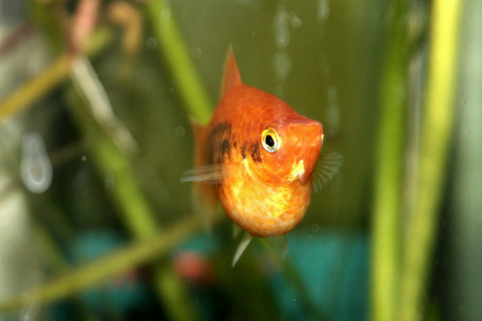 3 - Platy