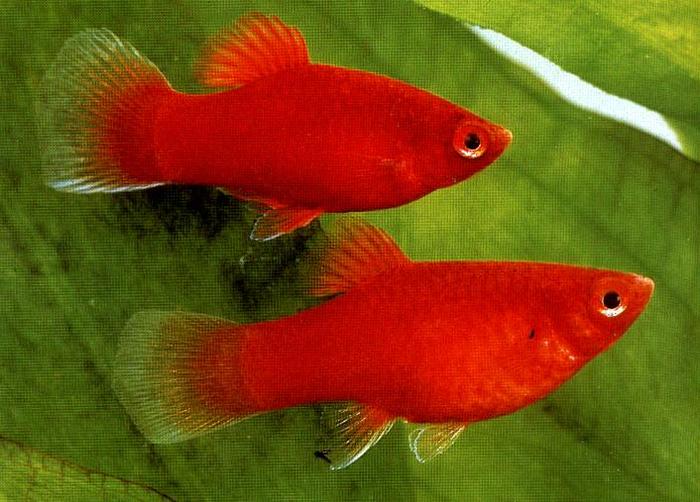 4 - Platy