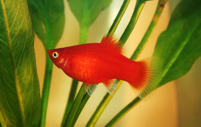 5 - Platy