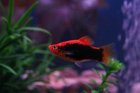 9 - Platy