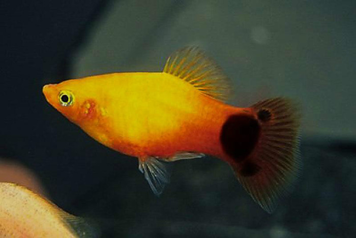 10 - Platy