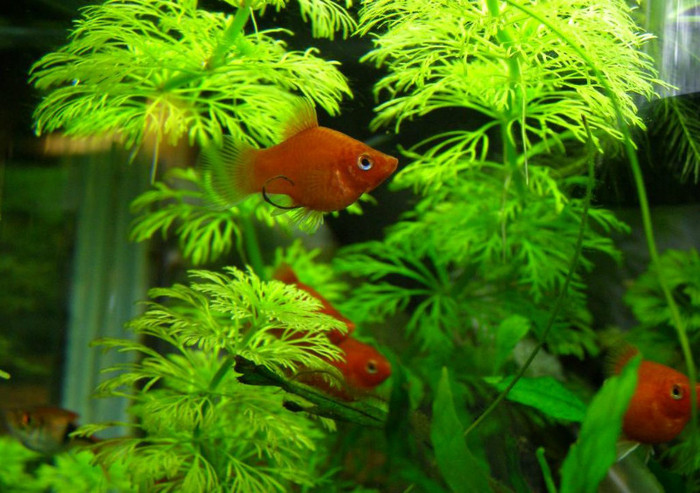 11 - Platy