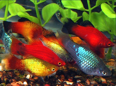 13 - Platy